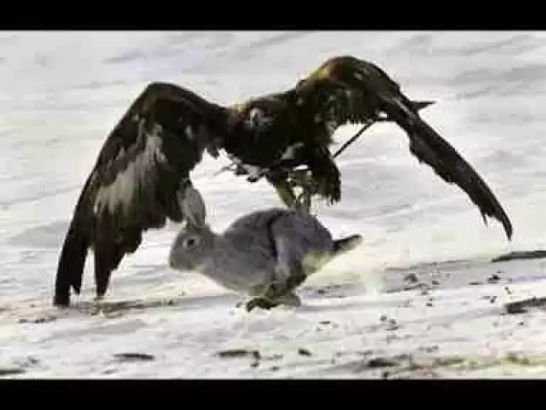 Video: Golden Eagle vs Rabbit Epic Hunting Attack